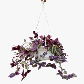 Hanging Wandering Jew Plant (With Hanging Pot)