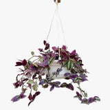 Hanging Wandering Jew Plant (With Hanging Pot)