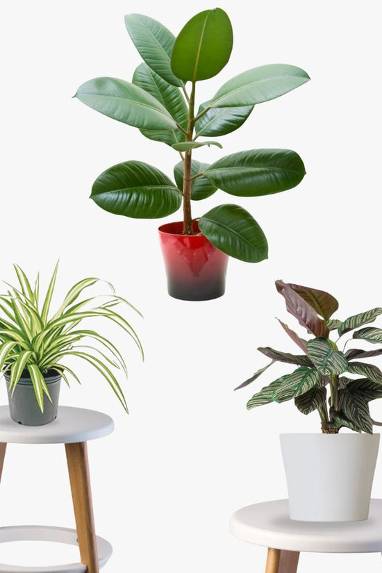 Pawfect Plant Pack (Calathea, Spider Plant, Rubber Plant)