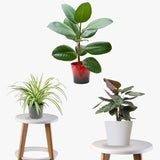 Pawfect Plant Pack (Calathea, Spider Plant, Rubber Plant)