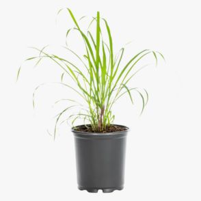 Lemongrass Plant