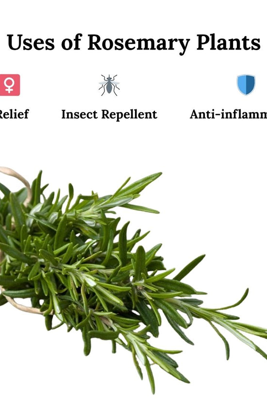 Rosemary plant with icons and text indicating uses for stress relief, insect repellent, and anti-inflammatory properties on a white background.