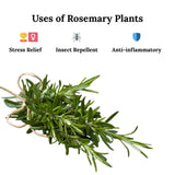 Rosemary plant with icons and text indicating uses for stress relief, insect repellent, and anti-inflammatory properties on a white background.