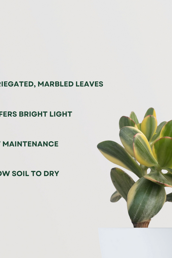 Variegated Crassula Ovata plant
