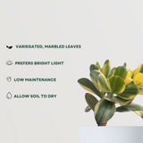 Variegated Jade Plant - Gardengram 