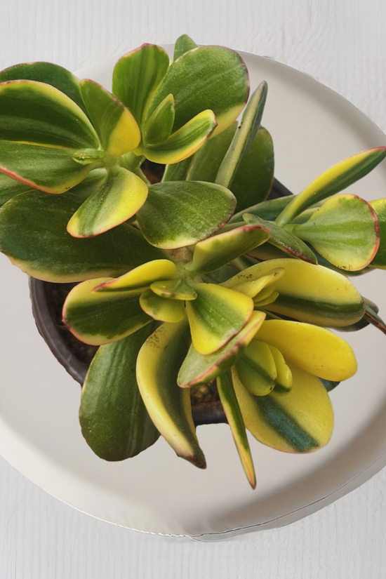 Variegated Crassula Ovata plant
