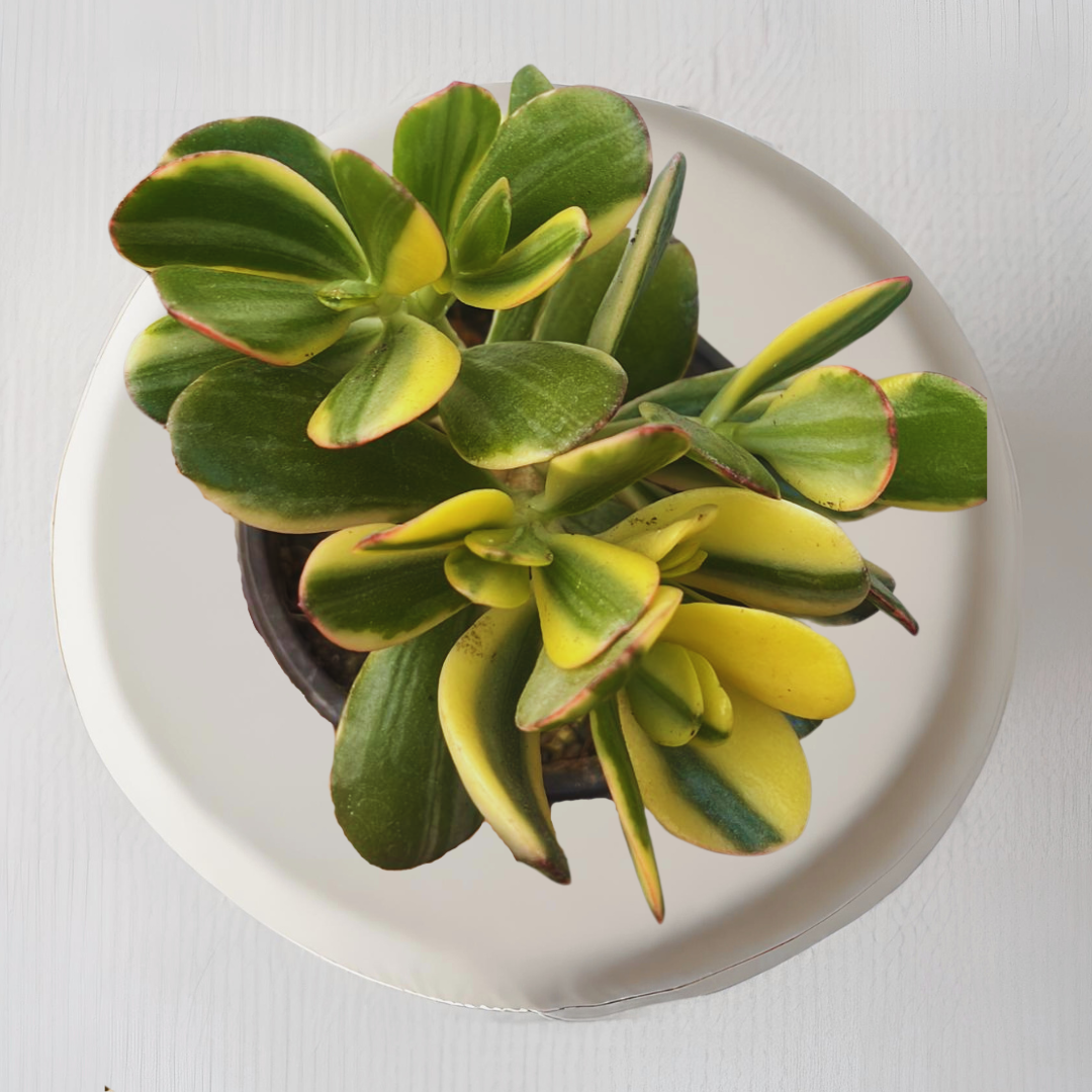Variegated Crassula Ovata plant
