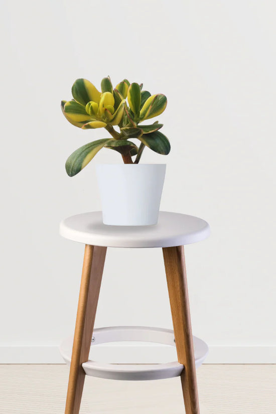 Set & Forget Combo (Jade Plant, Syngonium, Aglaonema)