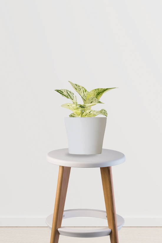 Variegated money plant
