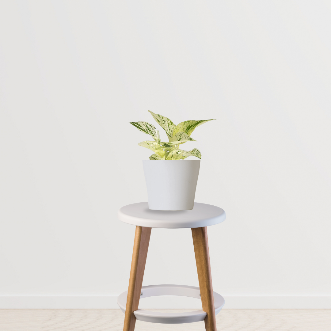 Variegated money plant
