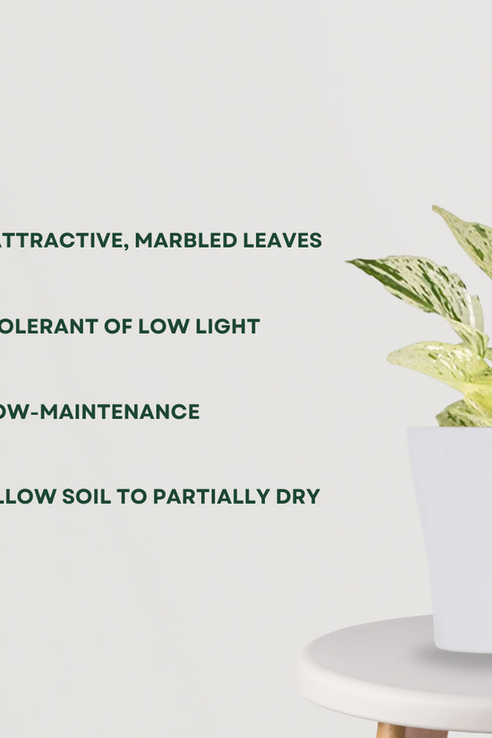 Variegated money plant
