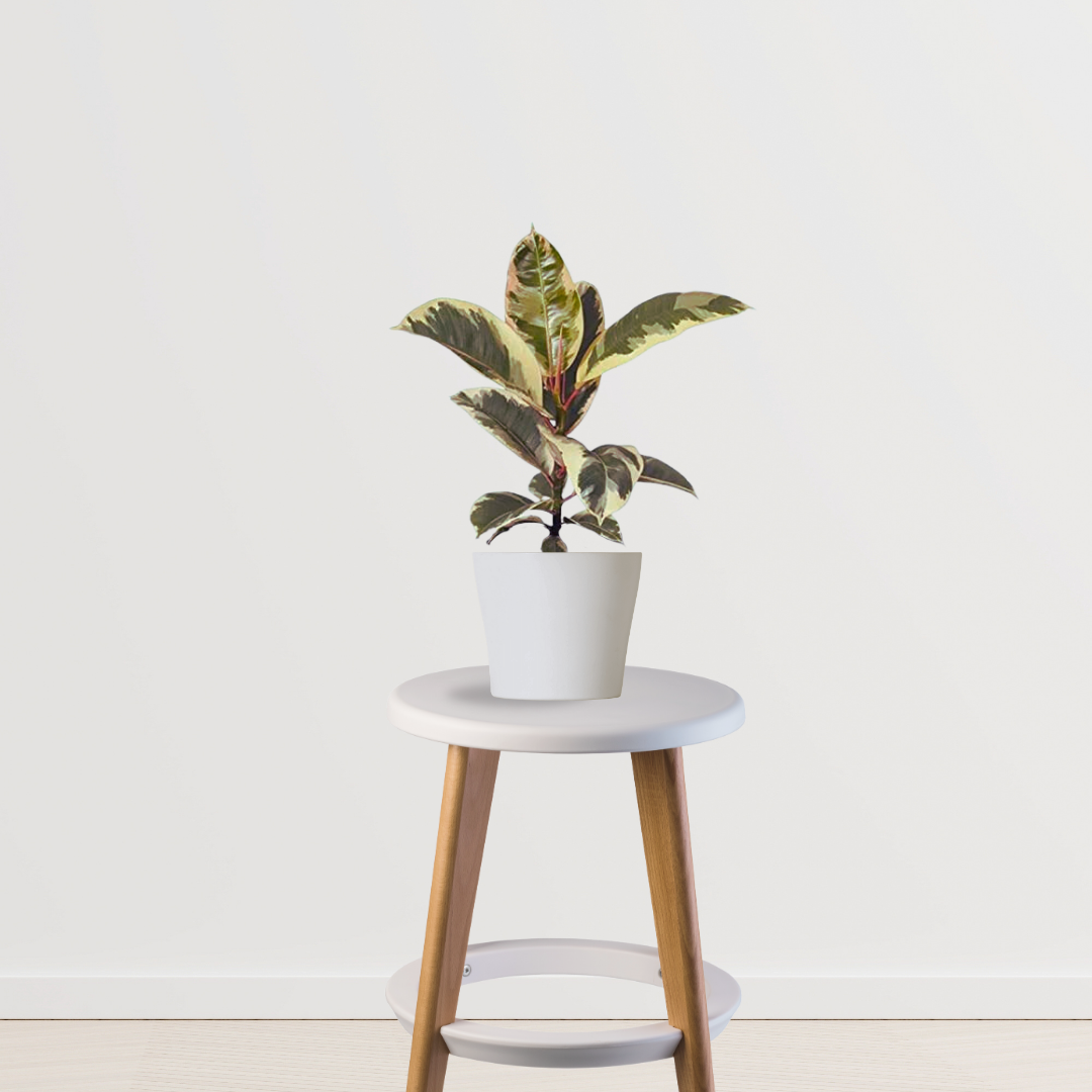 Variegated rubber tree for indoors
