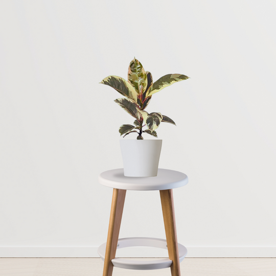 Variegated Rubber Plant - Large