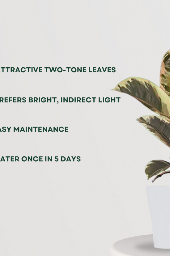 Variegated rubber tree for indoors
