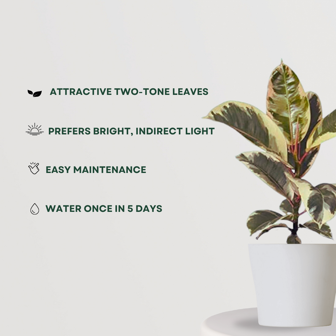 Variegated rubber tree for indoors
