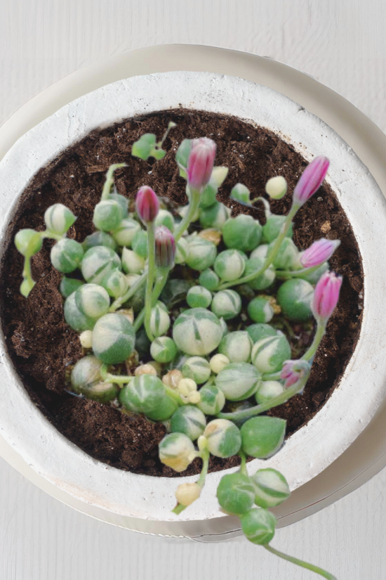 Variegated string of pearls succulent
