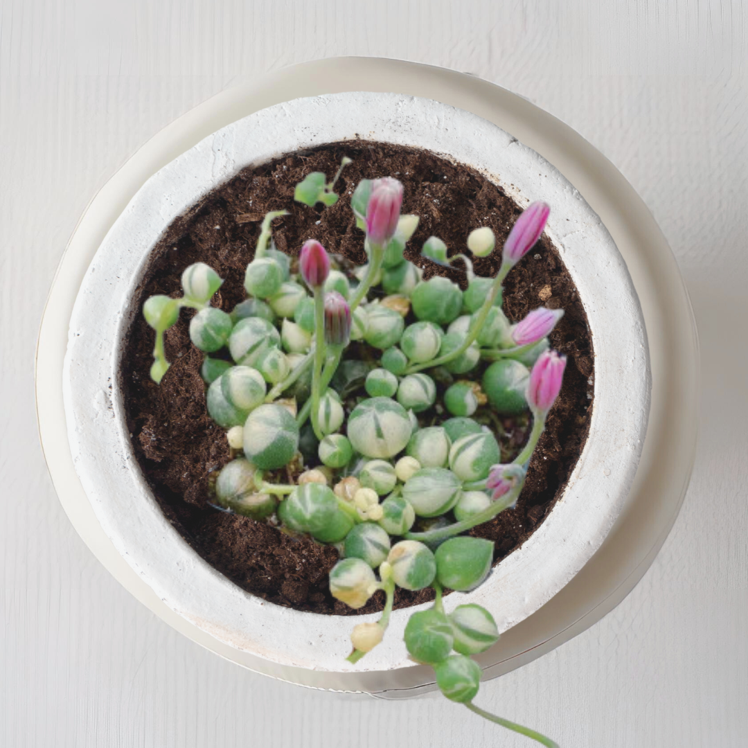 Variegated string of pearls succulent
