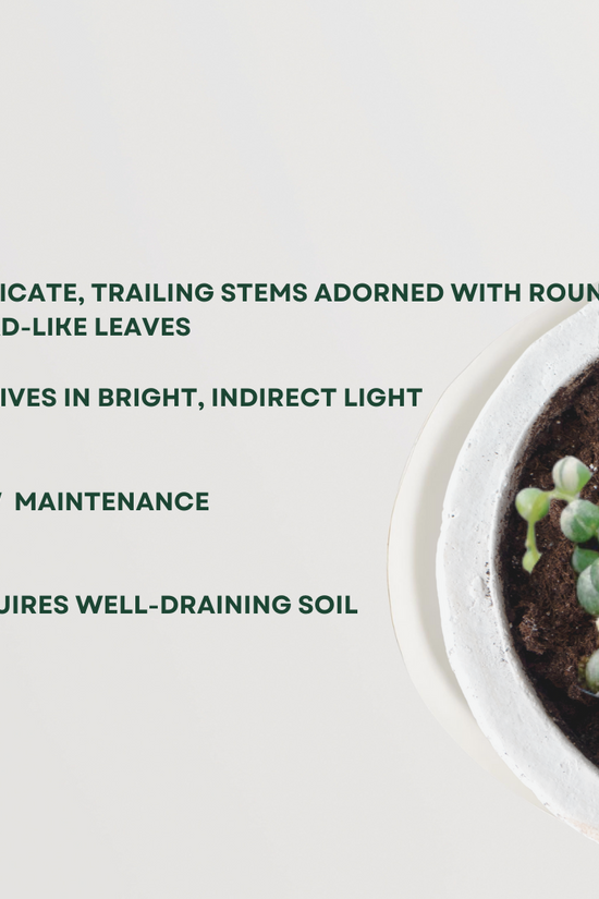 Variegated string of pearls succulent
