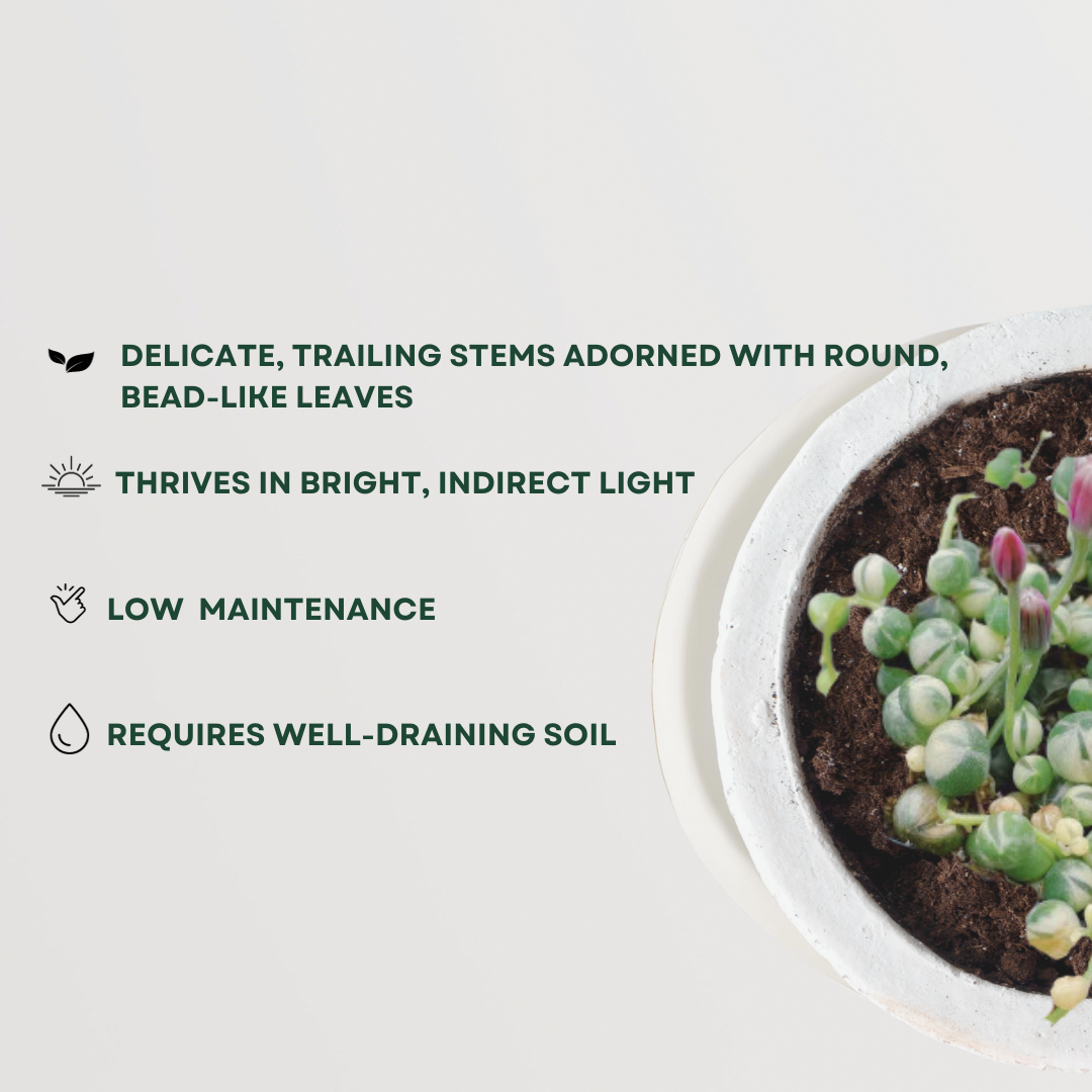 Variegated string of pearls succulent
