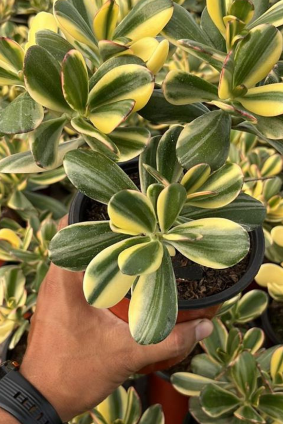 Variegated Crassula Ovata plant
