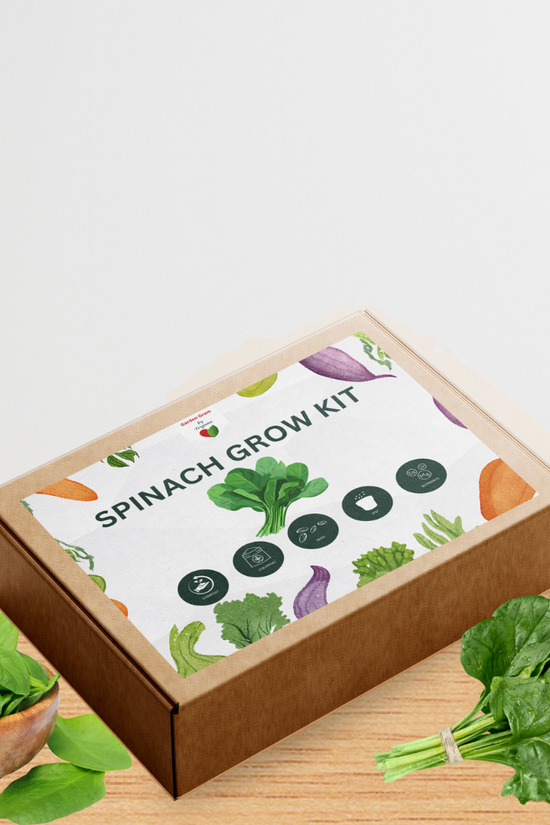 Vegetable seed kit - Spinach
