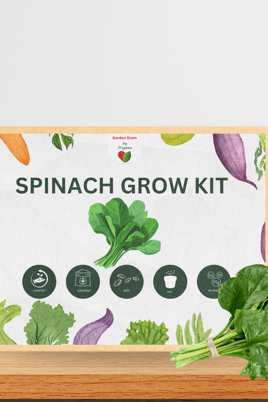 Vegetable seed kit - Spinach
