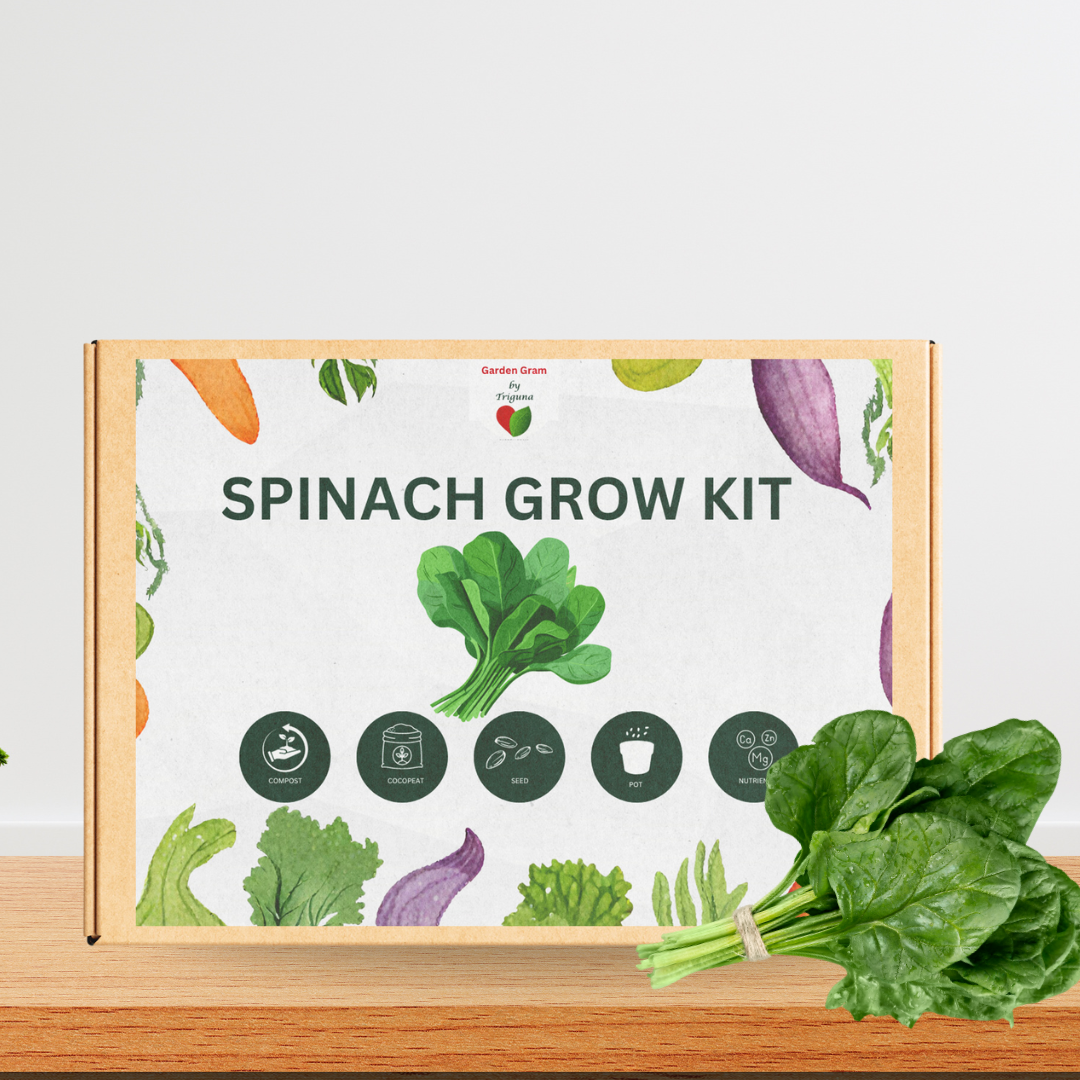 Vegetable Seed Kit - Spinach by Gardengram