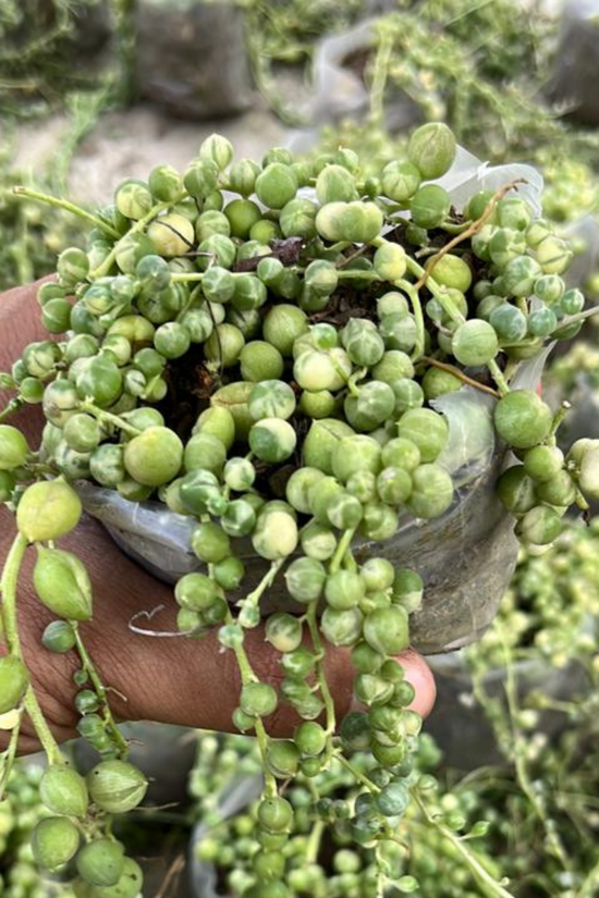 Variegated string of pearls succulent
