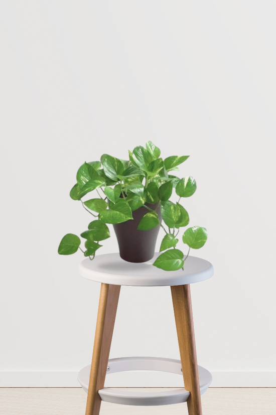 Vibrant green money plant for decor
