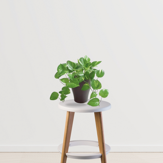 Vibrant green money plant for decor
