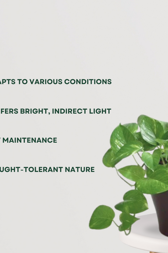 Vibrant green money plant for decor
