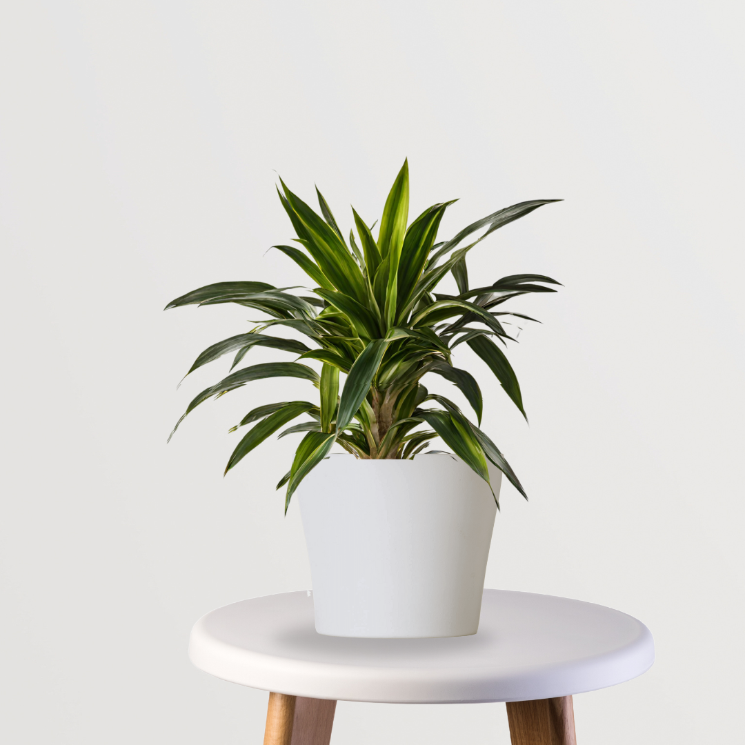 Dracaena Warneckii indoor plant
