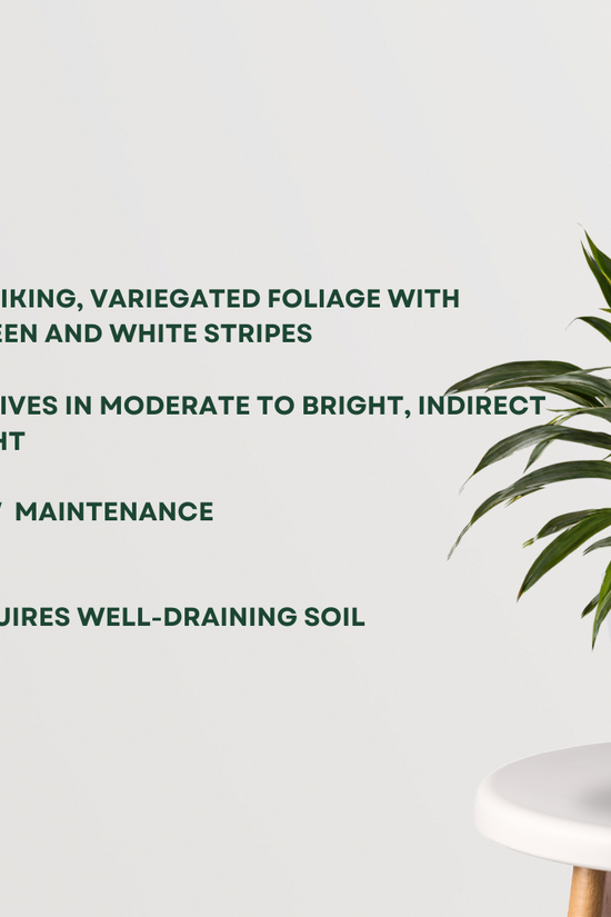 Dracaena Warneckii indoor plant
