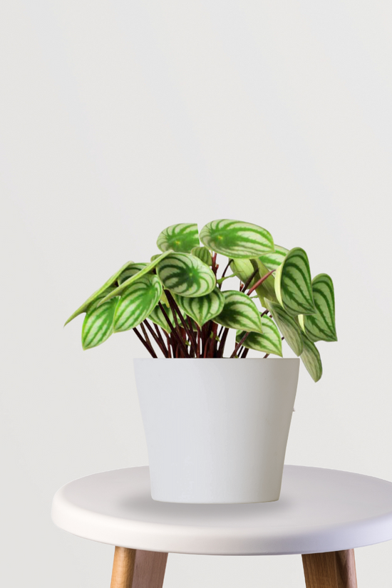Watermelon peperomia indoor plant
