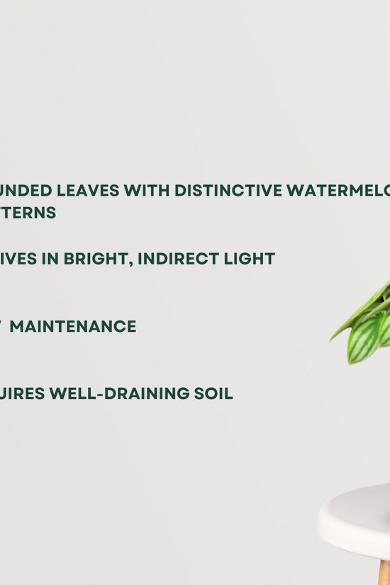 Watermelon peperomia indoor plant
