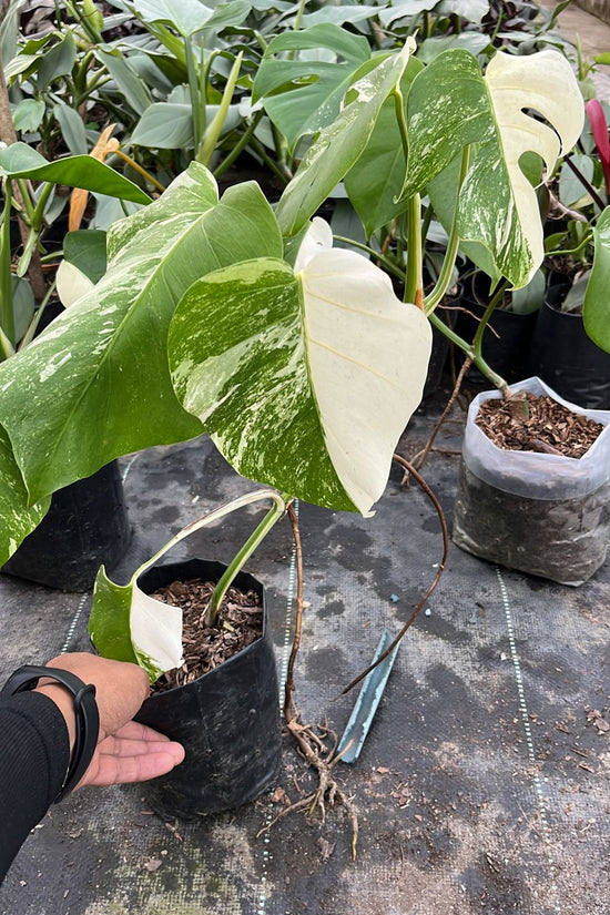 Monstera Alba variegated plant
