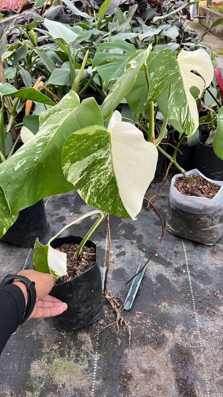 Monstera Alba variegated plant
