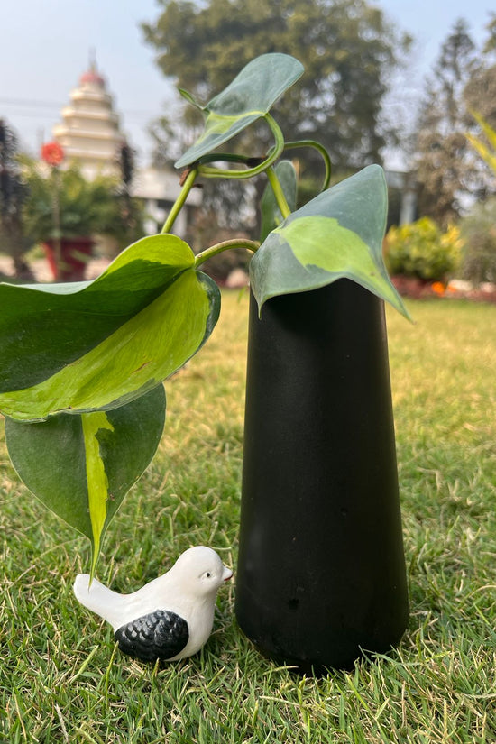 Variegated Philodendron with ceramic pot
