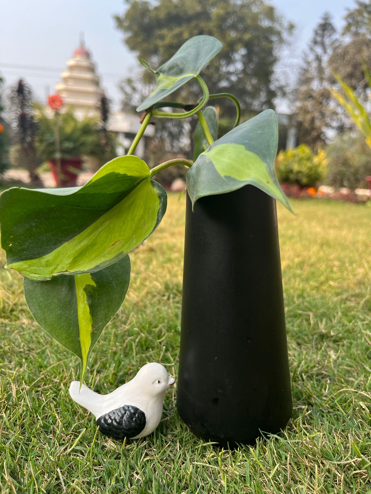 Variegated Philodendron with ceramic pot
