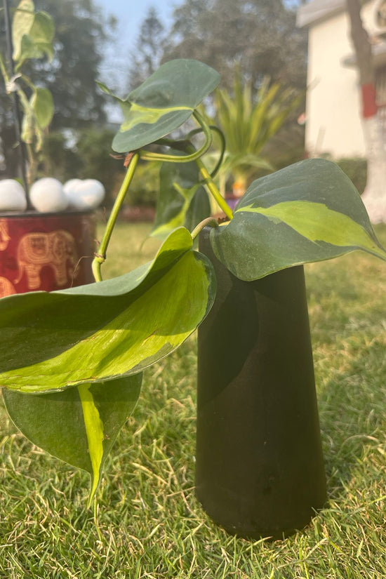 Variegated Philodendron with ceramic pot
