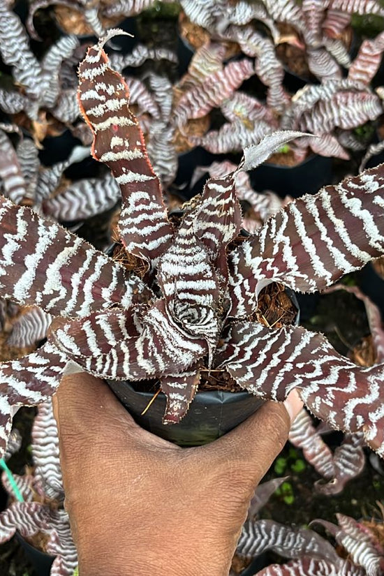 Earthstar Zebrina houseplant
