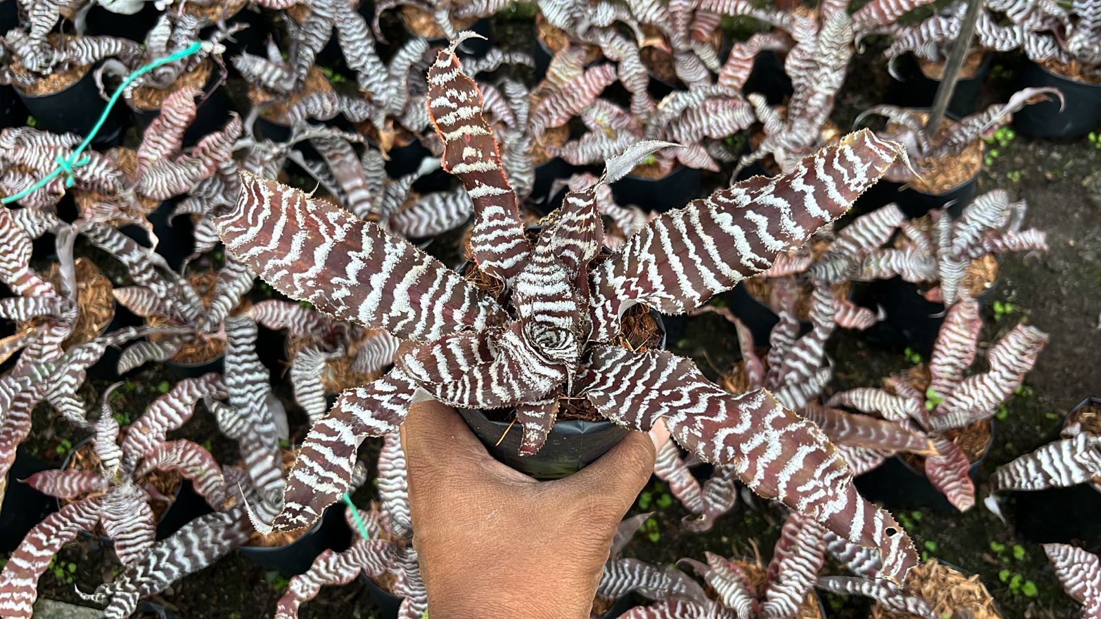 Earthstar Zebrina houseplant
