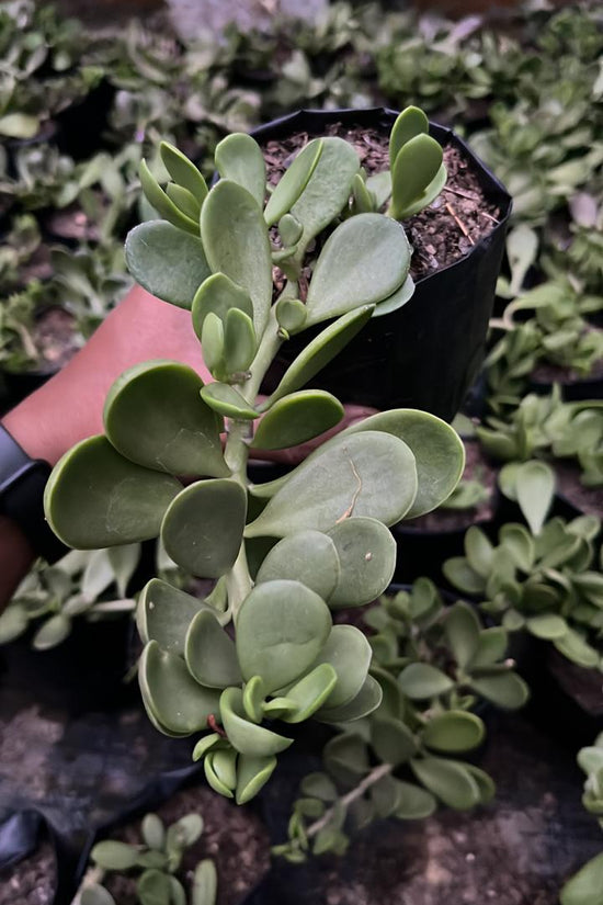 Hanging jade money plant for balcony
