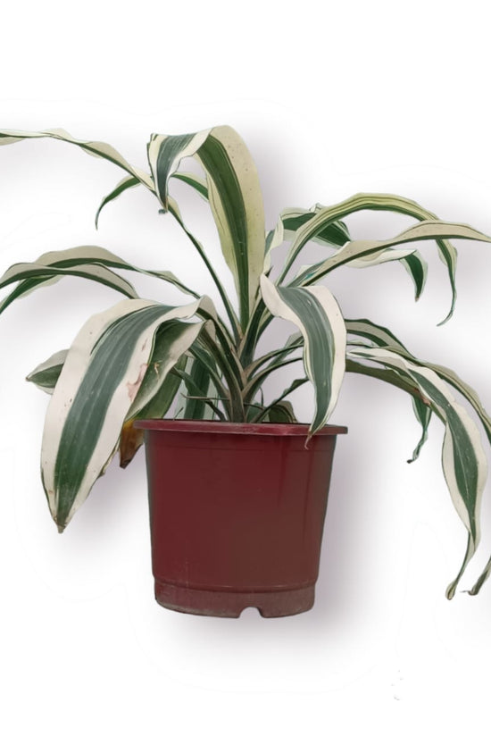 Dracaena Victoria houseplant
