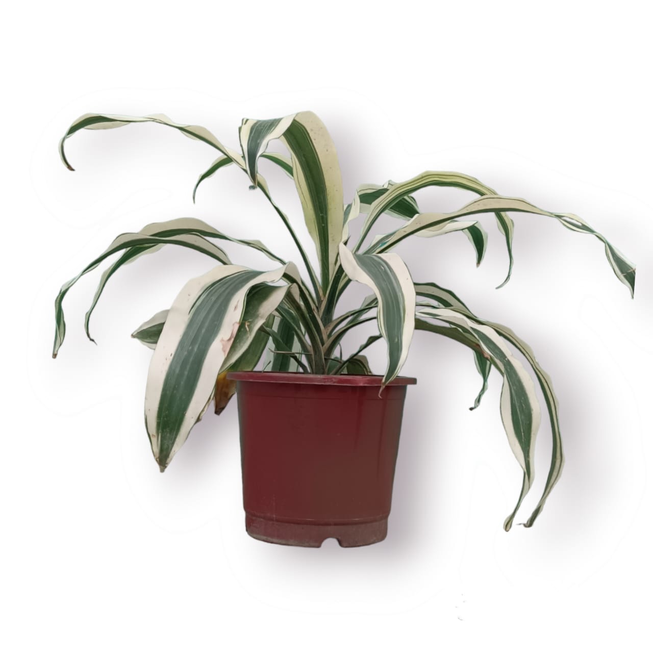 Dracaena Victoria houseplant
