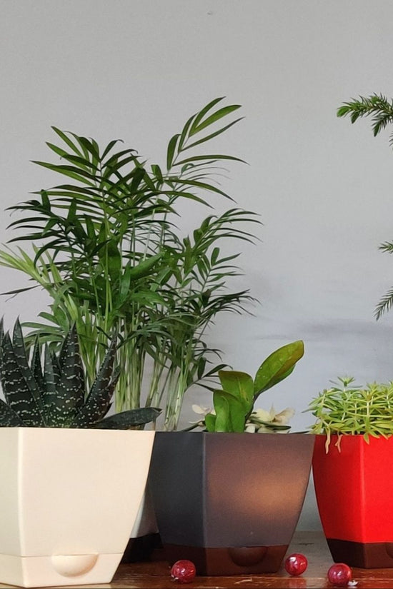 Self-watering pot set - Chatura
