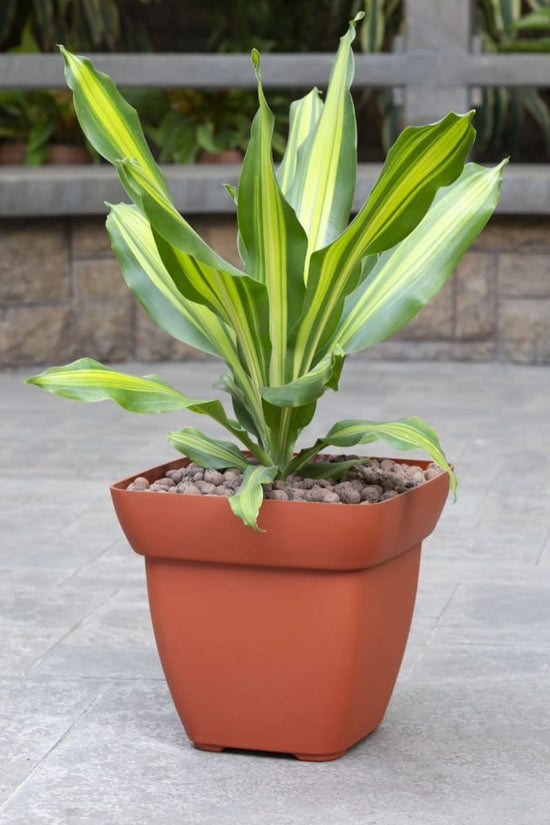 Square terracotta pot for small plants
