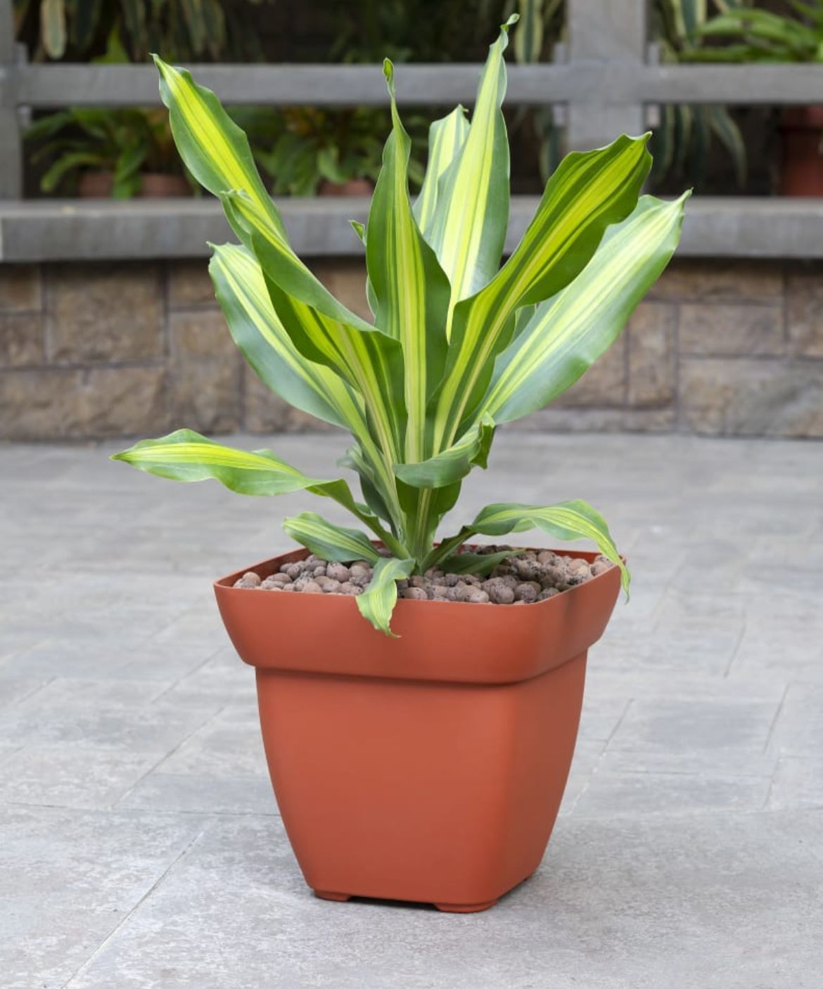 Square terracotta pot for small plants
