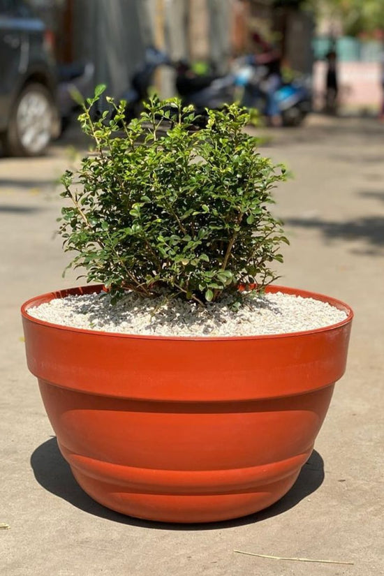 Decorative plastic bowl pot
