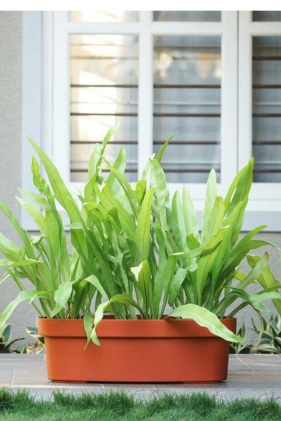 Rectangular terracotta planter for windows
